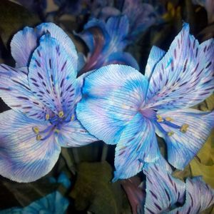 Meet your Posher, Vicky